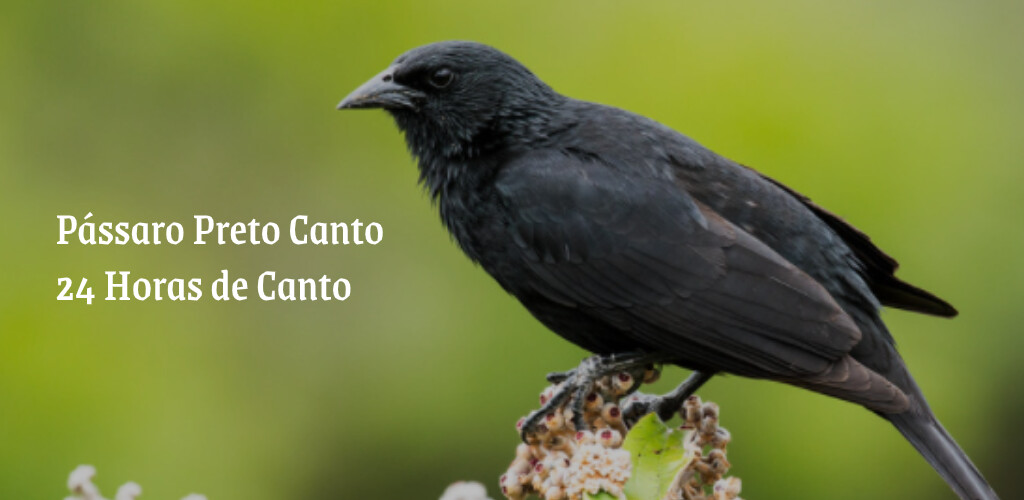 Run android online APK Pássaro Preto Cantando 5 Horas from MyAndroid or emulate Pássaro Preto Cantando 5 Horas using MyAndroid Run android online APK Pássaro Preto Cantando 5 Horas from MyAndroid or emulate Pássaro Preto Cantando 5 Horas using MyAndroid