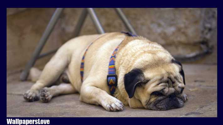 Emulate Android APK Pug Dog Pack 3 Wallpaper