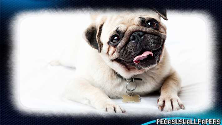 Emulate Android APK Pug Pack 2 Wallpaper