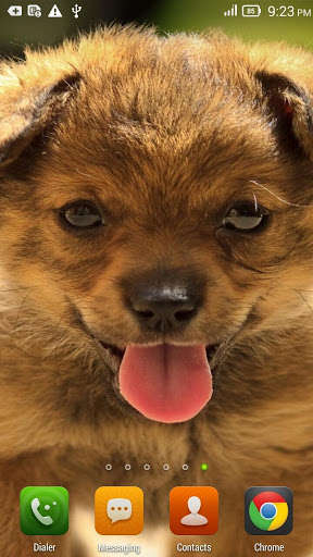 Run android online APK Puppies HD Live Wallpaper with Effects from MyAndroid or emulate Puppies HD Live Wallpaper with Effects using MyAndroid