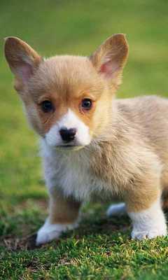 Emulate Android APK Puppies Pet Cute