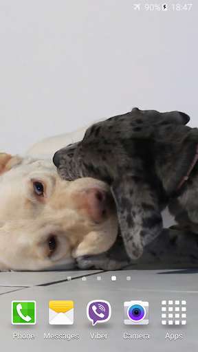 Run android online APK Puppies Video Live Wallpaper from MyAndroid or emulate Puppies Video Live Wallpaper using MyAndroid Run android online APK Puppies Video Live Wallpaper from MyAndroid or emulate Puppies Video Live Wallpaper using MyAndroid