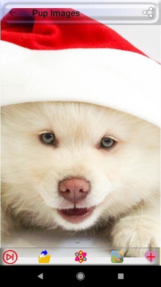 Run android online APK Puppy Dog Images from MyAndroid or emulate Puppy Dog Images using MyAndroid