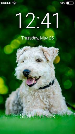 Run android online APK Puppy Labrador Dog Cute Pug Screen Lock from MyAndroid or emulate Puppy Labrador Dog Cute Pug Screen Lock using MyAndroid