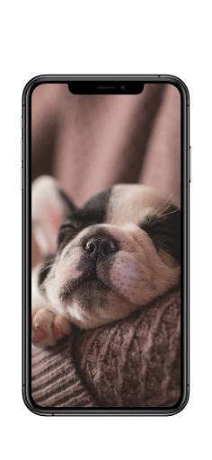 Run android online APK Puppy Wallpapers - HD, QHD, FULL HD BACKGROUND from MyAndroid or emulate Puppy Wallpapers - HD, QHD, FULL HD BACKGROUND using MyAndroid