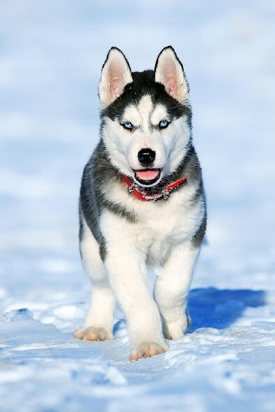 Run android online APK Puppy Wallpapers HD from MyAndroid or emulate Puppy Wallpapers HD using MyAndroid Run android online APK Puppy Wallpapers HD from MyAndroid or emulate Puppy Wallpapers HD using MyAndroid