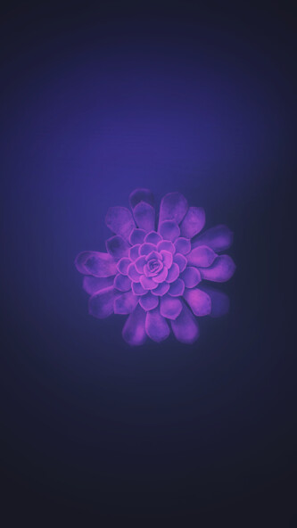 Run android online APK Purple Color Wallpapr from MyAndroid or emulate Purple Color Wallpapr using MyAndroid Run android online APK Purple Color Wallpapr from MyAndroid or emulate Purple Color Wallpapr using MyAndroid