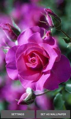 Emulate Android APK Purple Rose Beauty LWP Emulate Android APK Purple Rose Beauty LWP