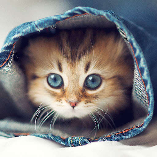Run android online APK Puzzle Cute Kittens from MyAndroid or emulate Puzzle Cute Kittens using MyAndroid Run android online APK Puzzle Cute Kittens from MyAndroid or emulate Puzzle Cute Kittens using MyAndroid