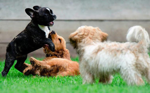 Run android online APK Puzzle - Dogs and Puppies from MyAndroid or emulate Puzzle - Dogs and Puppies using MyAndroid Run android online APK Puzzle - Dogs and Puppies from MyAndroid or emulate Puzzle - Dogs and Puppies using MyAndroid
