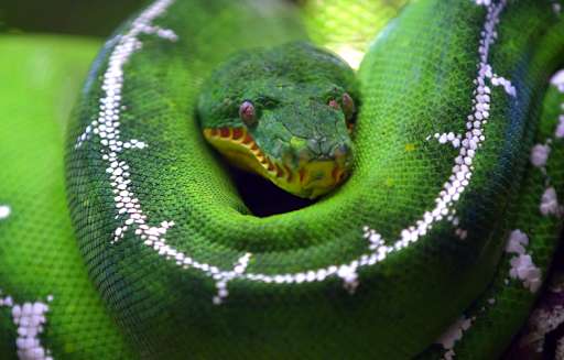 Emulate Android APK Python Live Wallpaper Emulate Android APK Python Live Wallpaper
