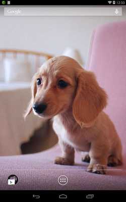 Emulate Android APK Q Dog