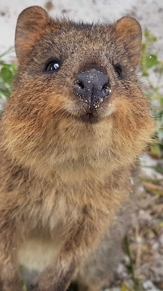 Run android online APK Quokka Wallpaper from MyAndroid or emulate Quokka Wallpaper using MyAndroid Run android online APK Quokka Wallpaper from MyAndroid or emulate Quokka Wallpaper using MyAndroid