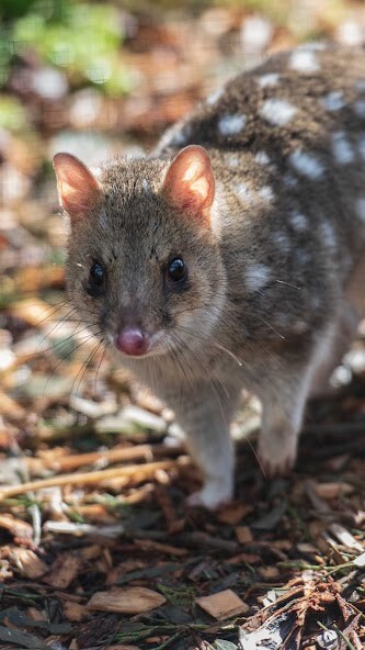 Run android online APK Quoll Wallpaper from MyAndroid or emulate Quoll Wallpaper using MyAndroid Run android online APK Quoll Wallpaper from MyAndroid or emulate Quoll Wallpaper using MyAndroid