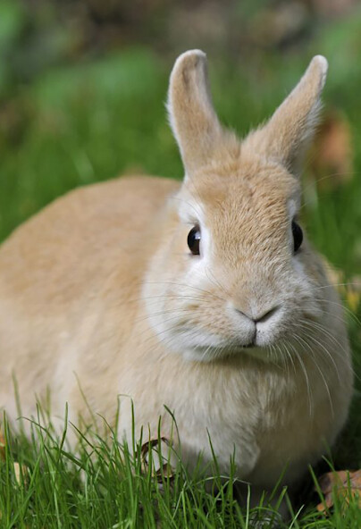 Run android online APK Rabbit and Bunny Sounds from MyAndroid or emulate Rabbit and Bunny Sounds using MyAndroid Run android online APK Rabbit and Bunny Sounds from MyAndroid or emulate Rabbit and Bunny Sounds using MyAndroid