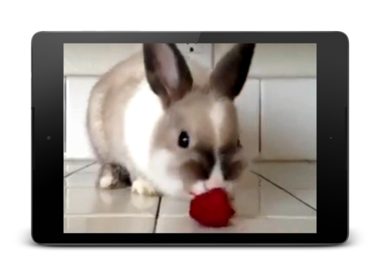 Emulate Android APK Rabbit HD Live Wallpaper Emulate Android APK Rabbit HD Live Wallpaper