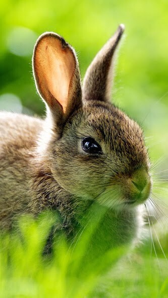 Emulate Android APK Rabbit LiveWallpaper