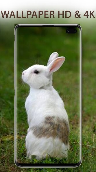 Run android online APK Rabbits Wallpapers HD 4K from MyAndroid or emulate Rabbits Wallpapers HD 4K using MyAndroid Run android online APK Rabbits Wallpapers HD 4K from MyAndroid or emulate Rabbits Wallpapers HD 4K using MyAndroid