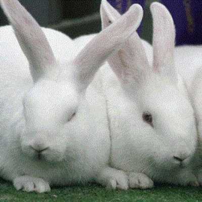 Emulate Android APK Rabbits Water LWP Emulate Android APK Rabbits Water LWP