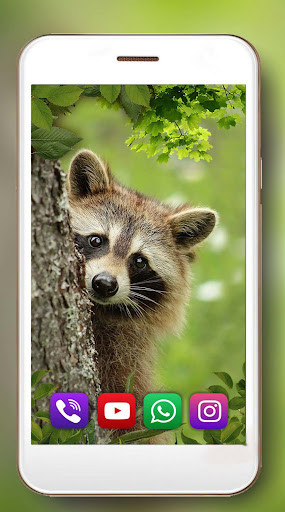 Run android online APK Raccoons Cute Live Wallpaper from MyAndroid or emulate Raccoons Cute Live Wallpaper using MyAndroid Run android online APK Raccoons Cute Live Wallpaper from MyAndroid or emulate Raccoons Cute Live Wallpaper using MyAndroid