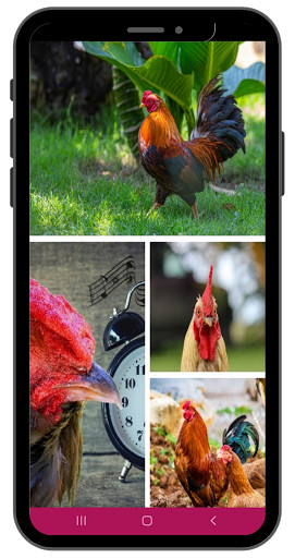Run android online APK Radio  Gallito jalisco mexico from MyAndroid or emulate Radio  Gallito jalisco mexico using MyAndroid