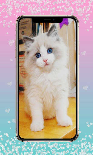 Run android online APK Ragdoll Cats Wallpaper from MyAndroid or emulate Ragdoll Cats Wallpaper using MyAndroid