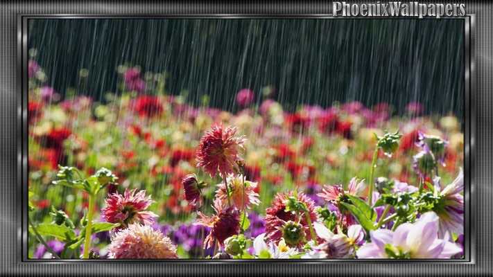 Emulate Android APK Rain Pack 2 Wallpaper Emulate Android APK Rain Pack 2 Wallpaper
