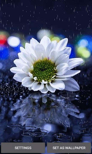 Run android online APK Rainy White Flower LWP from MyAndroid or emulate Rainy White Flower LWP using MyAndroid Run android online APK Rainy White Flower LWP from MyAndroid or emulate Rainy White Flower LWP using MyAndroid