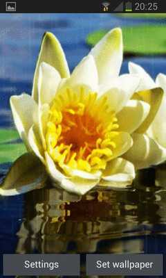 Emulate Android APK Rainy White Lotus LWP Emulate Android APK Rainy White Lotus LWP
