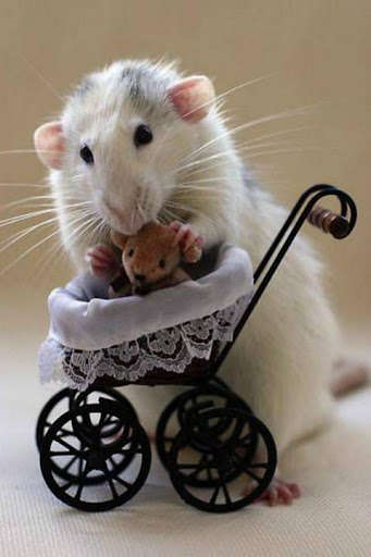 Run android online APK Rat Care from MyAndroid or emulate Rat Care using MyAndroid Run android online APK Rat Care from MyAndroid or emulate Rat Care using MyAndroid