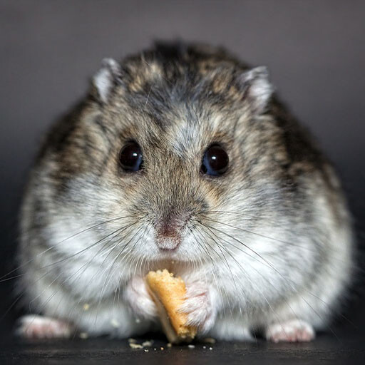 Run android online APK Rat Sounds from MyAndroid or emulate Rat Sounds using MyAndroid Run android online APK Rat Sounds from MyAndroid or emulate Rat Sounds using MyAndroid