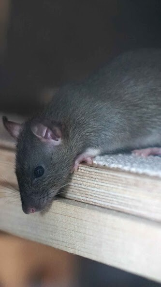 Run android online APK Rat Wallpaper from MyAndroid or emulate Rat Wallpaper using MyAndroid Run android online APK Rat Wallpaper from MyAndroid or emulate Rat Wallpaper using MyAndroid