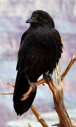 Emulate Android APK Raven Wallpaper