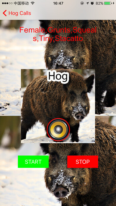 Emulate iPhone app Real Hog Hunting Calls & Sounds using MyAndroid Emulate iPhone app Real Hog Hunting Calls & Sounds using MyAndroid