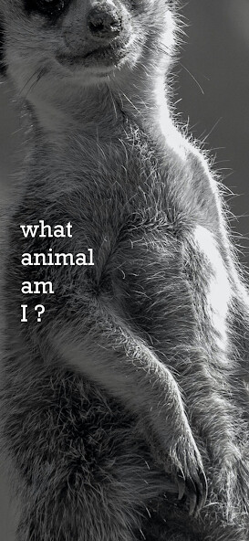 Run android online APK Real Quiz Animal from MyAndroid or emulate Real Quiz Animal using MyAndroid Run android online APK Real Quiz Animal from MyAndroid or emulate Real Quiz Animal using MyAndroid