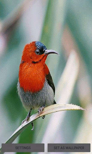 Emulate Android APK Red bird live wallpaper Emulate Android APK Red bird live wallpaper