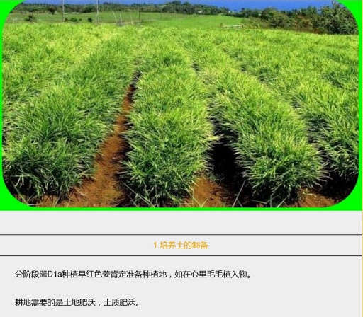 Run android online APK red ginger cultivation from MyAndroid or emulate red ginger cultivation using MyAndroid