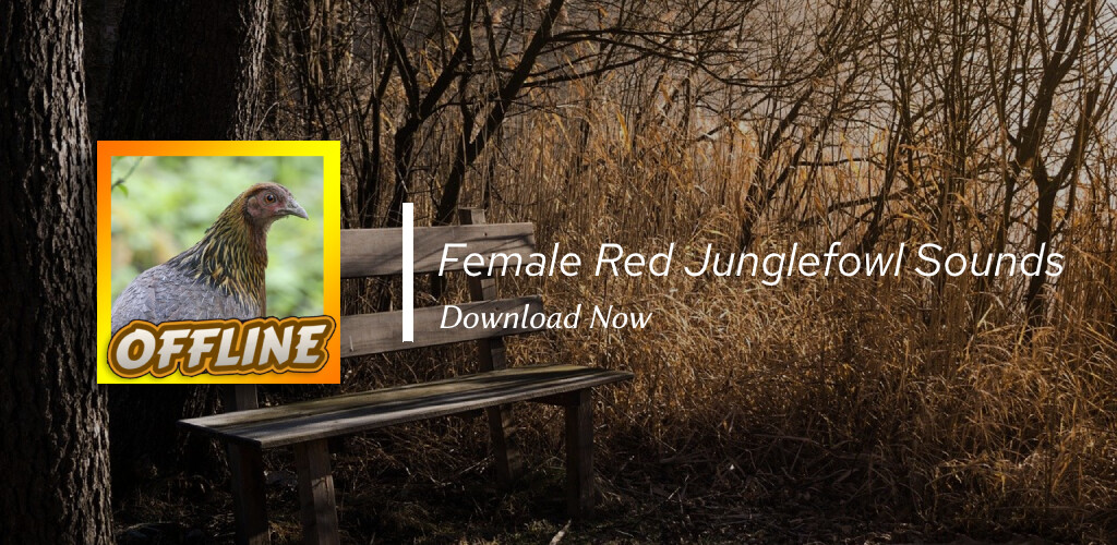 Run android online APK Red Junglefowl Female Call Sounds from MyAndroid or emulate Red Junglefowl Female Call Sounds using MyAndroid Run android online APK Red Junglefowl Female Call Sounds from MyAndroid or emulate Red Junglefowl Female Call Sounds using MyAndroid