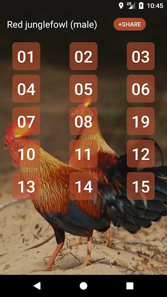 Run android online APK Red junglefowl from MyAndroid or emulate Red junglefowl using MyAndroid Run android online APK Red junglefowl from MyAndroid or emulate Red junglefowl using MyAndroid