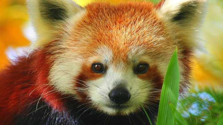 Emulate Android APK Red Panda Live Wallpaper