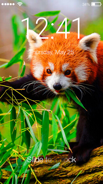 Run android online APK Red Panda Super Cute Wallpaper Screen Lock from MyAndroid or emulate Red Panda Super Cute Wallpaper Screen Lock using MyAndroid Run android online APK Red Panda Super Cute Wallpaper Screen Lock from MyAndroid or emulate Red Panda Super Cute Wallpaper Screen Lock using MyAndroid
