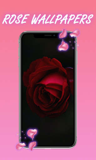 Run android online APK Red Rose - Rose Wallpaper HD from MyAndroid or emulate Red Rose - Rose Wallpaper HD using MyAndroid