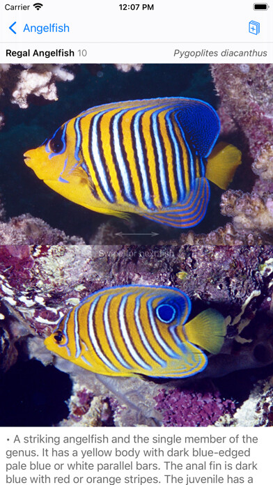 Emulate iPhone app Red Sea Fish ID using MyAndroid