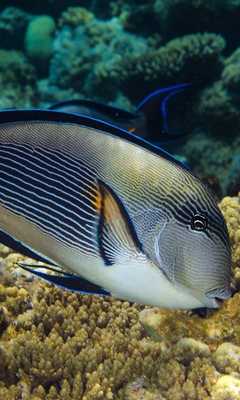 Emulate Android APK Red Sea Fish Live Wallpaper Emulate Android APK Red Sea Fish Live Wallpaper