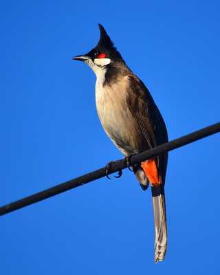 Emulate Android APK Red-whiskered bulbul Ringtones