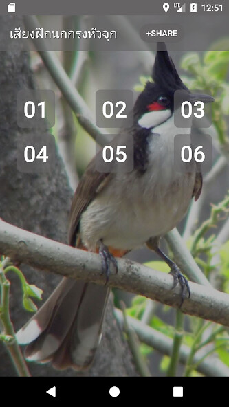 Run android online APK Red-whiskered bulbul Song from MyAndroid or emulate Red-whiskered bulbul Song using MyAndroid Run android online APK Red-whiskered bulbul Song from MyAndroid or emulate Red-whiskered bulbul Song using MyAndroid