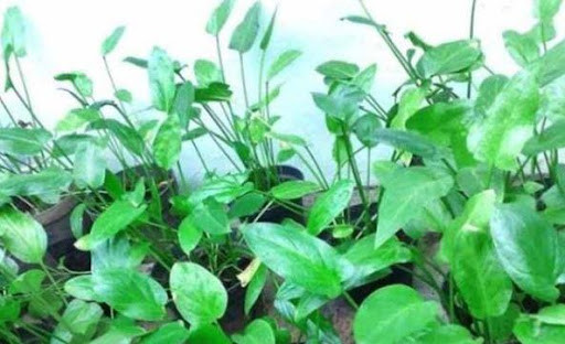 Run android online APK Reference for Herbal Cancer Prevention from MyAndroid or emulate Reference for Herbal Cancer Prevention using MyAndroid Run android online APK Reference for Herbal Cancer Prevention from MyAndroid or emulate Reference for Herbal Cancer Prevention using MyAndroid