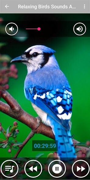 Run android online APK Relaxing Music Birds Singing from MyAndroid or emulate Relaxing Music Birds Singing using MyAndroid Run android online APK Relaxing Music Birds Singing from MyAndroid or emulate Relaxing Music Birds Singing using MyAndroid