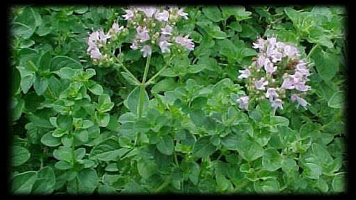 Run android online APK Remedies with medicinal plants. Medicinal plants from MyAndroid or emulate Remedies with medicinal plants. Medicinal plants using MyAndroid