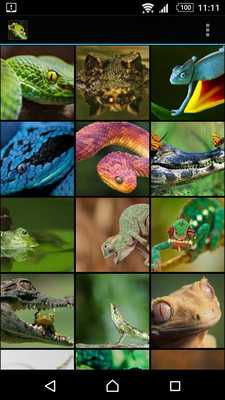 Emulate Android APK Reptiles Frogs Emulate Android APK Reptiles Frogs
